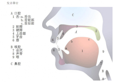 ​各种英语发音器官图汇总，爱学英语的人，看懂了吗？