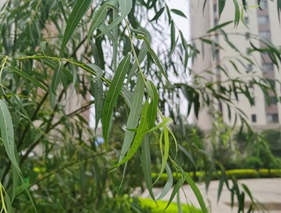 ​植物传播种子的方法有哪些(植物种子传播，主要有这5种方式，快来了解一下)