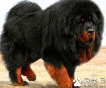 ​藏獒喂养 对于小藏獒要注意防寒避暑
