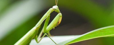 ​昆虫记蜣螂的外形特点和生活特征 昆虫记蜣螂的外形特征