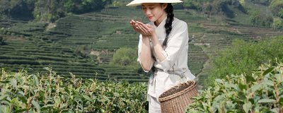 ​茶树根据树型的有哪些类型 茶树根据栽培的类型分类