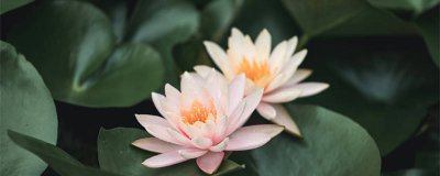 ​绿树阴浓夏日长的夏日长是什么意思 绿树阴浓夏日长的夏日长是什么意思最贴近这