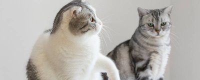 ​猫只喝水不吃东西能活多久 猫光喝水不吃饭不拉屎