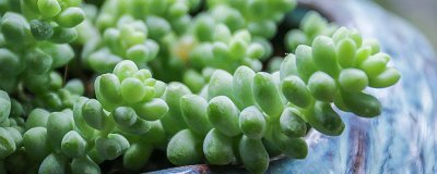 ​盆栽被冻坏了怎么补救 盆栽冻坏了怎么办