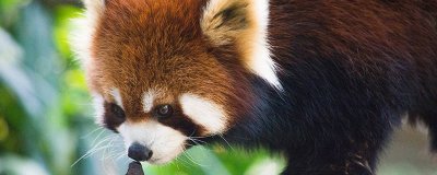 ​小熊猫吃什么食物 小熊猫吃什么食物?