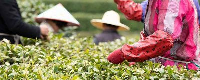 ​解酒茶有哪些 解酒茶怎么做 解酒茶有哪些