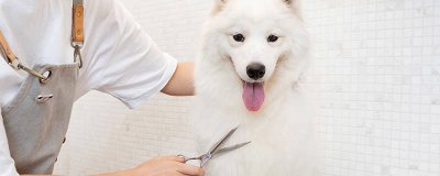​狗狗刚换主人为什么会不吃东西 狗换新主人需要注意什么