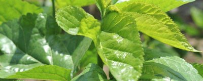 ​桑叶最大用量多少克 桑叶最大用量多少