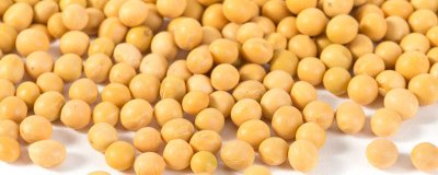 ​黄豆要泡多久才能做豆浆 黄豆要泡多久才可以做豆浆吃