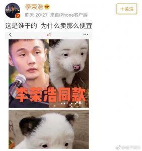 ​李荣浩同款狗狗