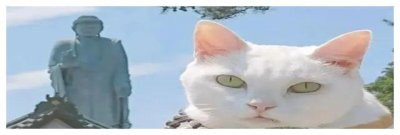 ​佛说有猫缘的人怎么样，有猫缘的女人是什么命