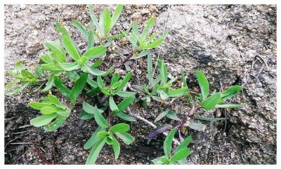 ​乡下山上1野草，俗称“山麻楂”，包饺子比荠菜好，别错过