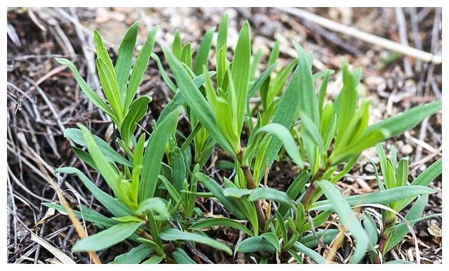 乡下山上1野草，俗称“山麻楂”，包饺子比荠菜好，别错过