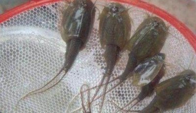 ​你见过这种动物吗，日本把它当宠物养，农民见了当饲料