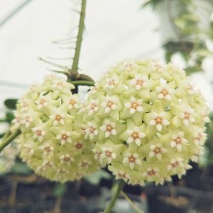 ​介绍一些带香味的球兰品种