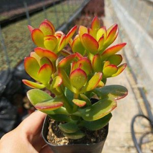 ​多肉植物黄金花月