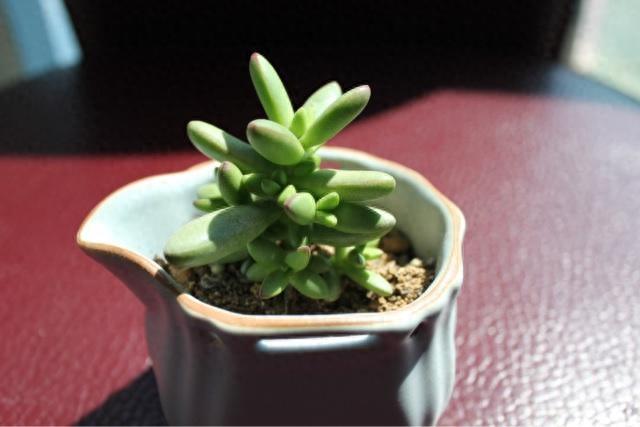 多肉植物图鉴之小天狗