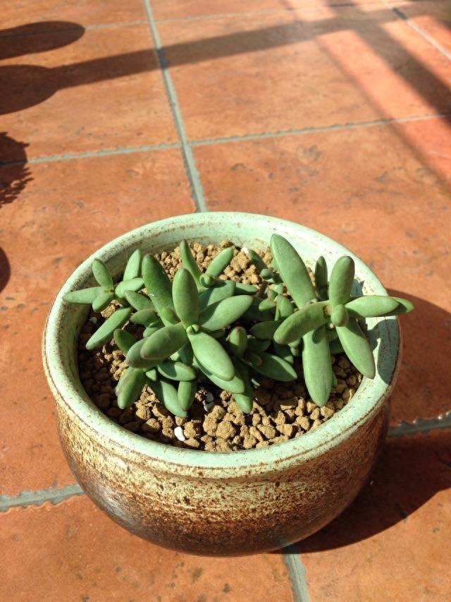多肉植物图鉴之小天狗