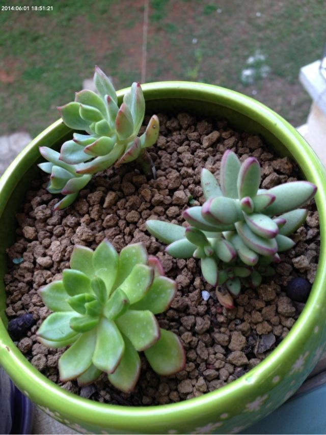 多肉植物图鉴之小天狗