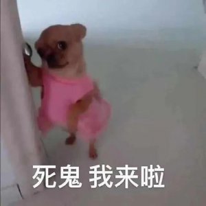 ​表情包｜互相试探