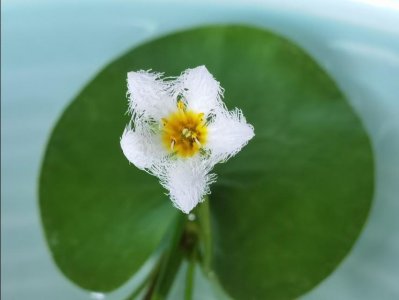​网红植物一叶莲怎么养？养护记录来了