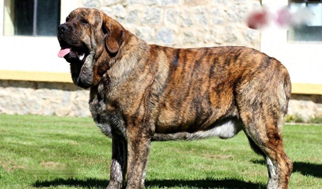 西班牙獒，真正的欧洲最凶悍烈性犬