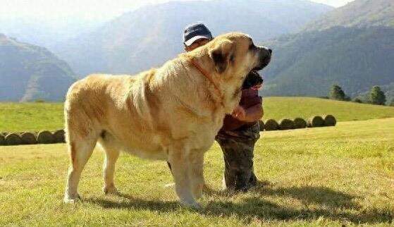 西班牙獒，真正的欧洲最凶悍烈性犬