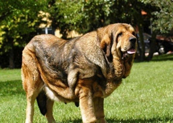 西班牙獒，真正的欧洲最凶悍烈性犬
