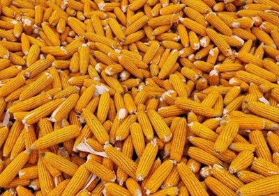 ​玉米“爆发大涨价”！3个好消息：11-12月玉米全面大涨价！