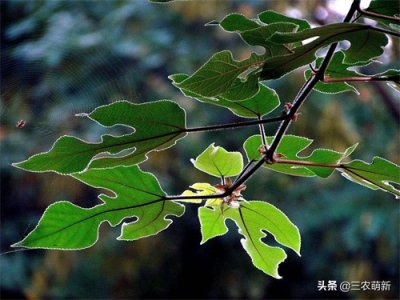​构树：危害很大，价值也很大，花是美味野菜，该铲除还是种植？