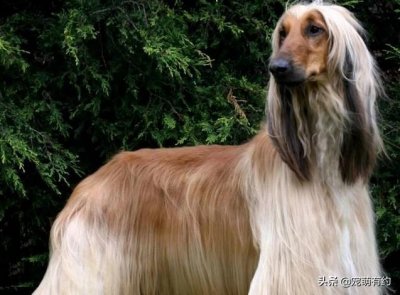 ​风靡全世界的犬中帝王——阿富汗猎犬