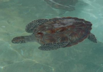 ​绿海龟（Chelonia mydas）