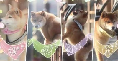 ​《向往的生活》中锅碗瓢盆现状，瓢哥被王珞丹领养，直呼要退货