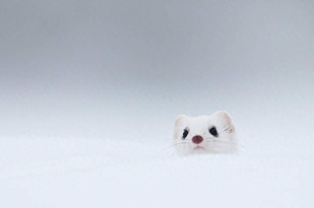 可爱雪貂写真集