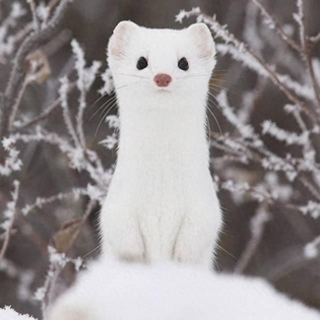 可爱雪貂写真集