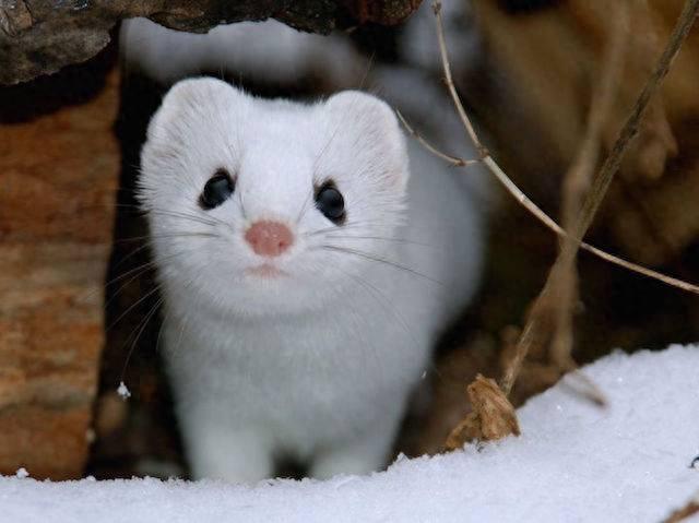 可爱雪貂写真集