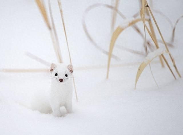 可爱雪貂写真集