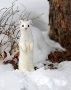 ​可爱雪貂写真集