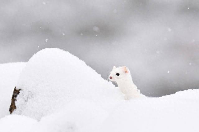 可爱雪貂写真集