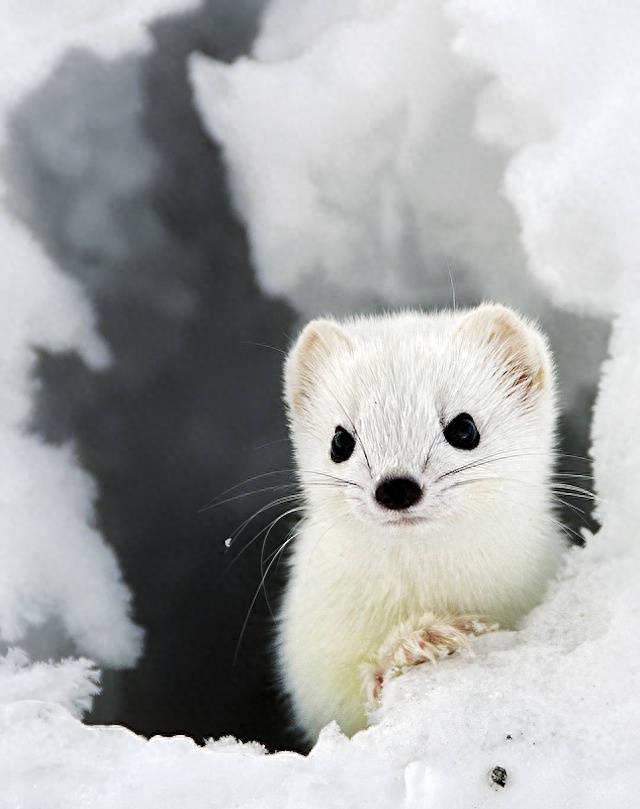 可爱雪貂写真集