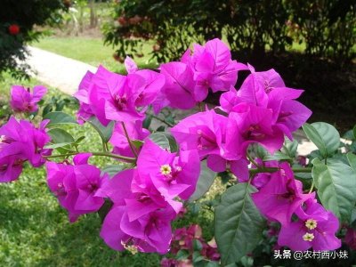 ​叶子花就是三角梅吗？三角梅为什么叫叶子花？