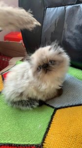 ​猫猫大科普一之喜马拉雅猫。超可爱！