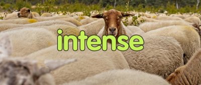 ​每日一词 | intense 详解