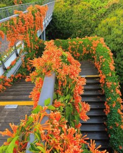 ​谁说深圳没有赏花的好去处，这里足以秒杀一大堆4A景区