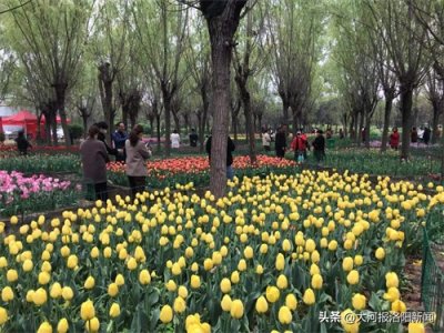 ​一园两花竞芳菲，满园春色迎宾来，洛阳郁金香牡丹园开园迎宾
