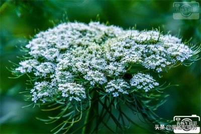 ​胡萝卜花的美，熟悉的植物盛开美丽的花朵，洁白的花瓣清新动人