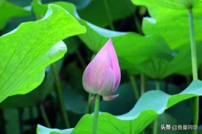 ​六月二十三将至，你知道是什么日子吗？老祖宗留下的谚语怎么说