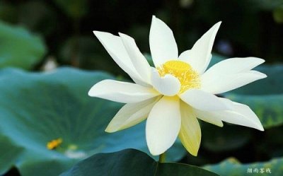 ​周敦颐《爱莲说》全文翻译（爱莲说原文及翻译赏析）