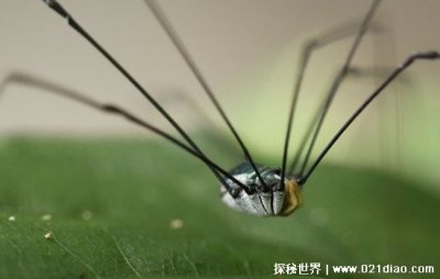 ​盲蛛为什么不属于蜘蛛，身体构造不同(没有腰没有毒液不吐丝)
