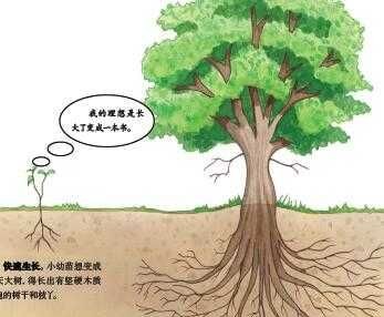 树在城市的作用有哪些